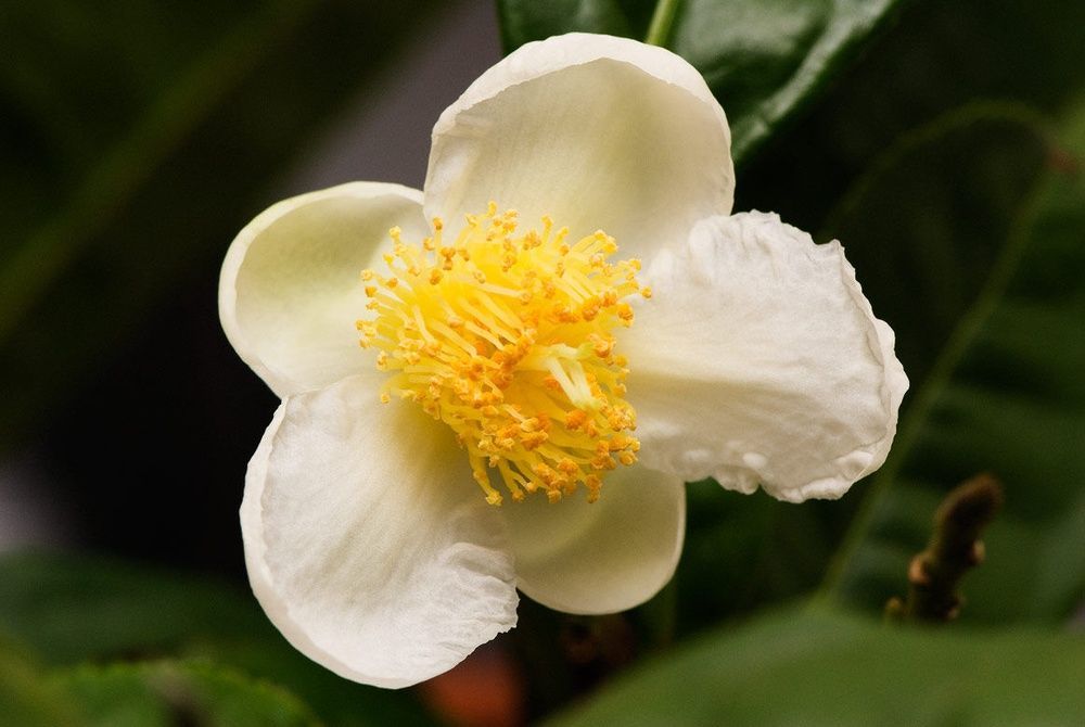 Квіти Камелії китайської (Camellia sinensis) (1шт) 594 фото