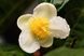 Квіти Камелії китайської (Camellia sinensis) (1шт) 594 фото 4