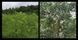 Габа шен пуер з листям тутового дерева (1шт) 878 фото 8